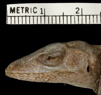 Media type: image;   Herpetology R-46202